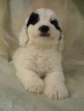 Male Cockapoo puppy for sale #4 Born February 20th 2012